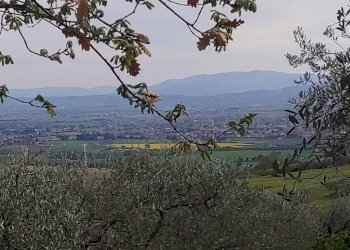 Foto 13 - Terreno agricolo Assisi - foto 13