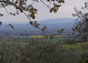 Foto 14 - Terreno agricolo Assisi - foto 14