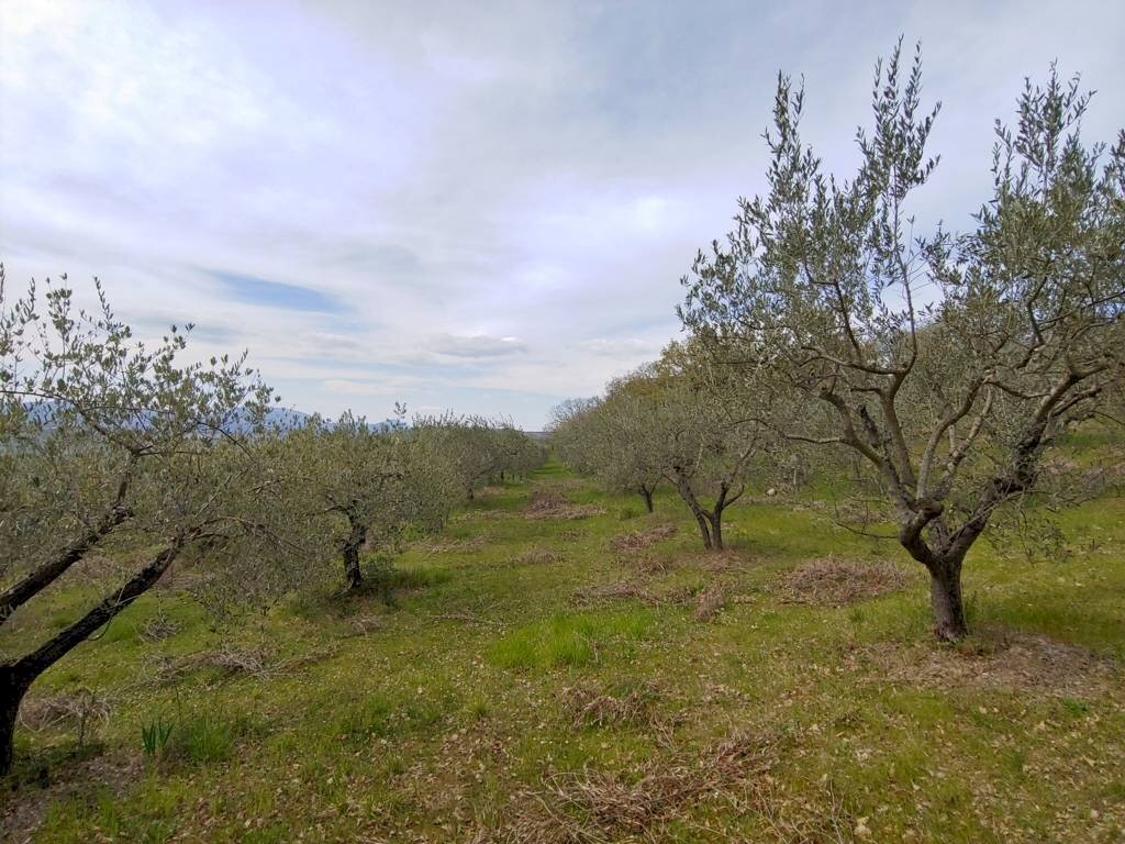 Foto 1 - Terreno agricolo Assisi - foto 1