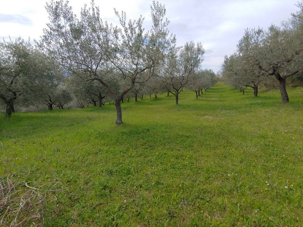 Foto 3 - Terreno agricolo Assisi - foto 3