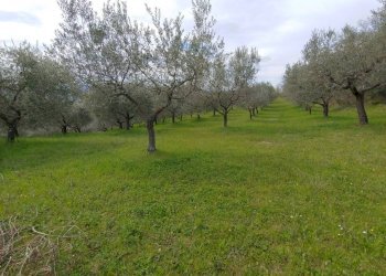 Foto 3 - Terreno agricolo Assisi - foto 3