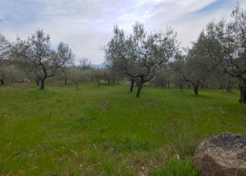 Foto 4 - Terreno agricolo Assisi - foto 4