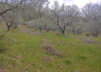 Foto 5 - Terreno agricolo Assisi - foto 5