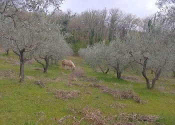 Foto 6 - Terreno agricolo Assisi - foto 6