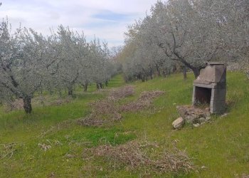 Foto 7 - Terreno agricolo Assisi - foto 7