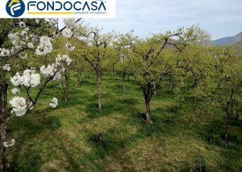 Foto 5 - Terreno agricolo via san nicola, Roccapiemonte - foto 5