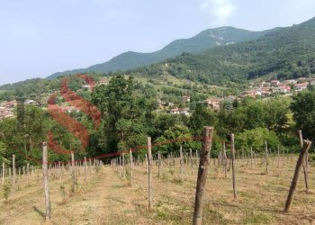 Foto 3 - Terreno edificabile Cenate Sopra - foto 3