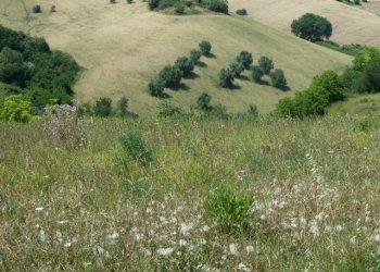 Foto 5 - Independent house Monteprandone - photo 5