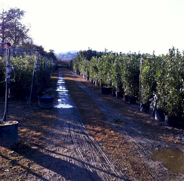 Foto 1 - Agricultural land Ripatransone - photo 1