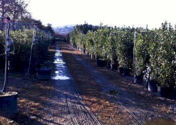 Foto 1 - Terreno agricolo Ripatransone - foto 1