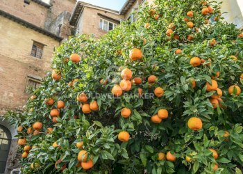 Foto 86 - Stabile - Palazzo Piazza del Popolo
 
29, San Miniato - foto 86