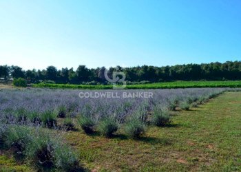 Foto 15 - Rustic Strada Provinciale 47, San Gimignano - photo 15