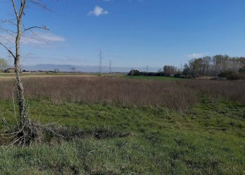 Foto 3 - Agricultural land via Del Puntone, Bientina - photo 3