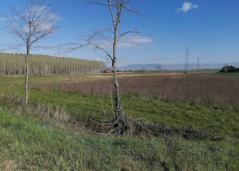 Foto 4 - Agricultural land via Del Puntone, Bientina - photo 4