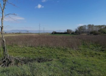 Foto 5 - Agricultural land via Del Puntone, Bientina - photo 5