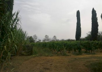 Foto 1 - Agricultural land Via Visconti
 
12, Casciana Terme Lari - photo 1