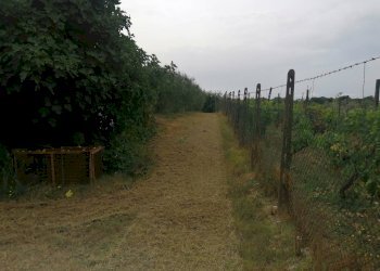 Foto 6 - Agricultural land Via Visconti
 
12, Casciana Terme Lari - photo 6