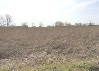 Foto 1 - Terreno agricolo Castelfranco di Sotto - foto 1