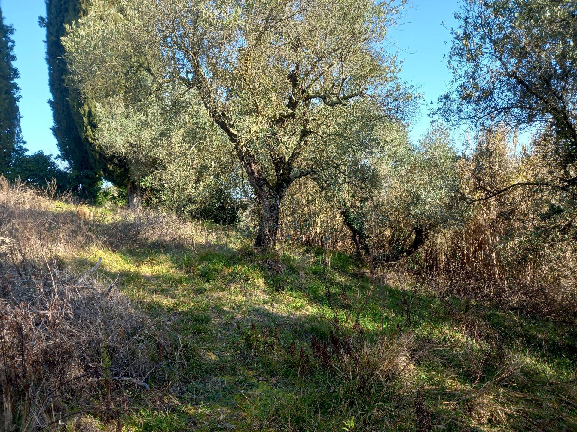 Foto 3 - Terreno agricolo Via La Capannina, Crespina Lorenzana - foto 3