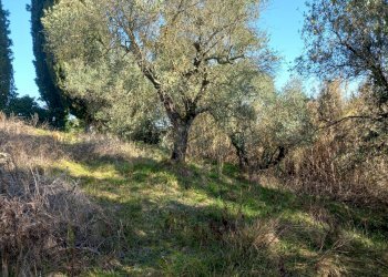 Foto 3 - Terreno agricolo Via La Capannina, Crespina Lorenzana - foto 3