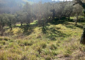 Foto 4 - Terreno agricolo Via La Capannina, Crespina Lorenzana - foto 4