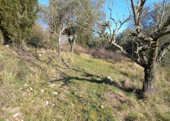 Foto 5 - Terreno agricolo Via La Capannina, Crespina Lorenzana - foto 5