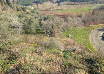 Foto 6 - Terreno agricolo Via La Capannina, Crespina Lorenzana - foto 6