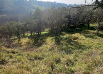 Foto 7 - Terreno agricolo Via La Capannina, Crespina Lorenzana - foto 7