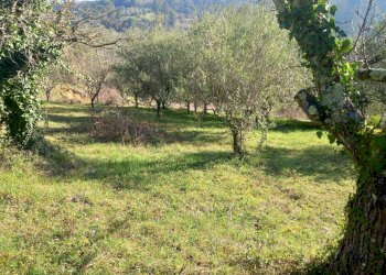 Foto 8 - Terreno agricolo Via La Capannina, Crespina Lorenzana - foto 8