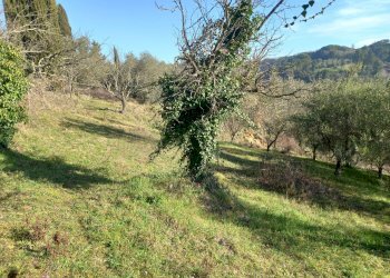 Foto 9 - Terreno agricolo Via La Capannina, Crespina Lorenzana - foto 9