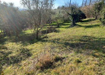 Foto 10 - Terreno agricolo Via La Capannina, Crespina Lorenzana - foto 10