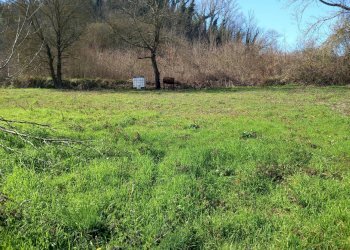 Foto 2 - Agricultural land Via del cormercio, Casciana Terme Lari - photo 2