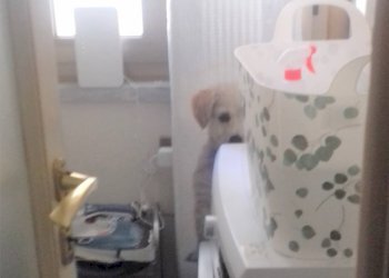 Zona lavanderia - Appartamento Via aurelio saffi
 
-, Viareggio - foto 12