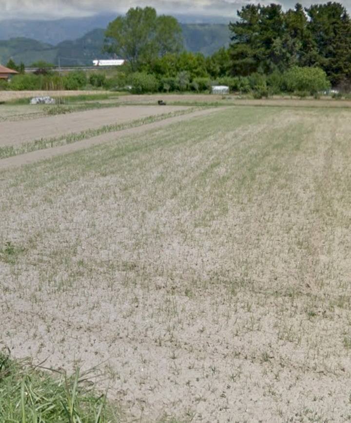 Foto 1 - Terreno agricolo via dei Filaracci, Massarosa - foto 1