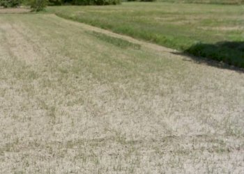 Foto 5 - Terreno agricolo via dei Filaracci, Massarosa - foto 5