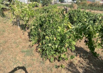 Foto 14 - Terreno edificabile Via Pisanica, Pietrasanta - foto 14