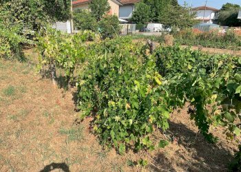 Foto 15 - Terreno edificabile Via Pisanica, Pietrasanta - foto 15