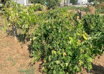 Foto 16 - Terreno edificabile Via Pisanica, Pietrasanta - foto 16