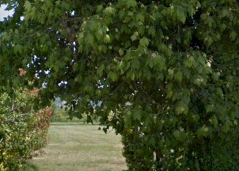 Foto 1 - Agricultural land via fratelli rosselli, Camaiore - photo 1