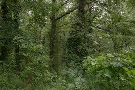 Foto 3 - Agricultural land via delle Motte, Abetone Cutigliano - photo 3