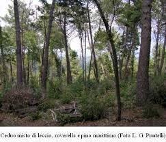 Foto 3 - Terreno agricolo Casa di Sorana, Abetone Cutigliano - foto 3