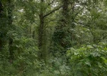 Foto 4 - Terreno agricolo Casa di Sorana, Abetone Cutigliano - foto 4