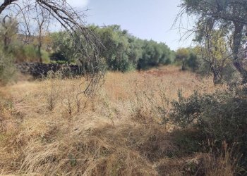 Foto 4 - Terreno agricolo Santa Maria di Licodia - foto 4