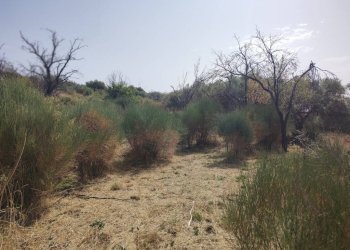 Foto 5 - Terreno agricolo Santa Maria di Licodia - foto 5