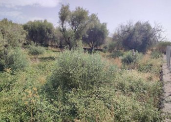 Foto 6 - Terreno agricolo Santa Maria di Licodia - foto 6