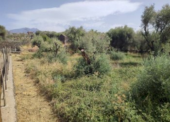 Foto 7 - Terreno agricolo Santa Maria di Licodia - foto 7