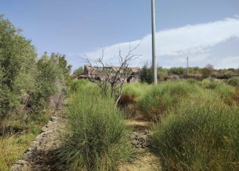 Foto 8 - Terreno agricolo Santa Maria di Licodia - foto 8