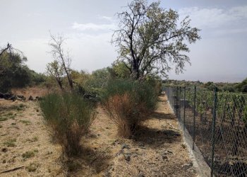 Foto 9 - Terreno agricolo Santa Maria di Licodia - foto 9