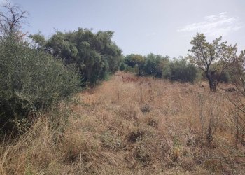 Foto 10 - Terreno agricolo Santa Maria di Licodia - foto 10