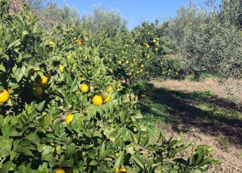 Foto 29 - Terreno agricolo Paterno - foto 29